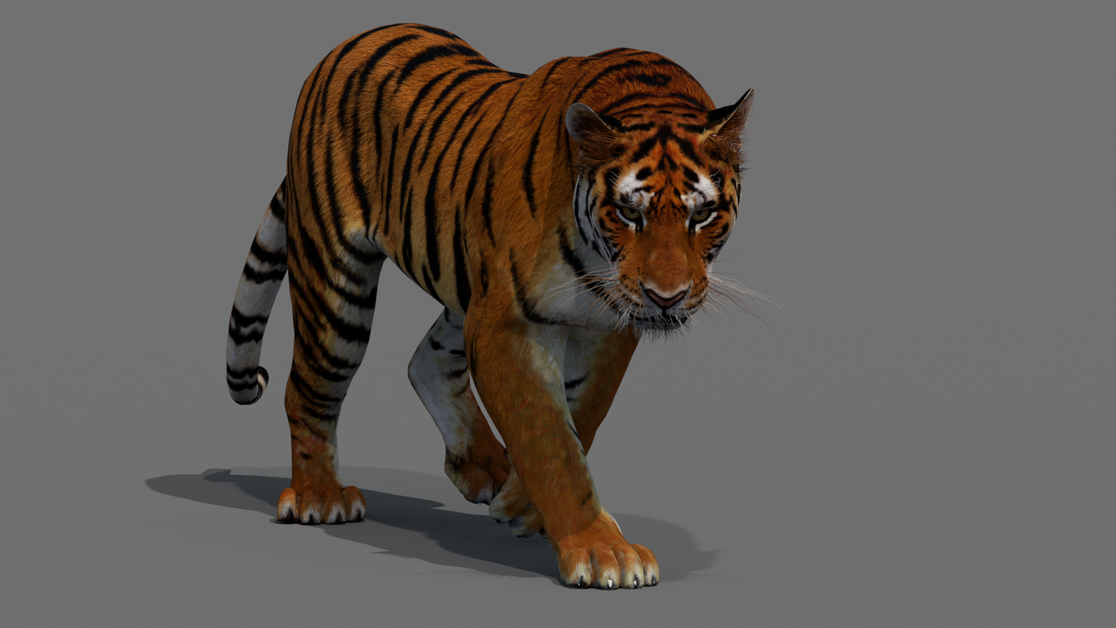 Tiger 3D Model Animated 360° view 2 frame 17