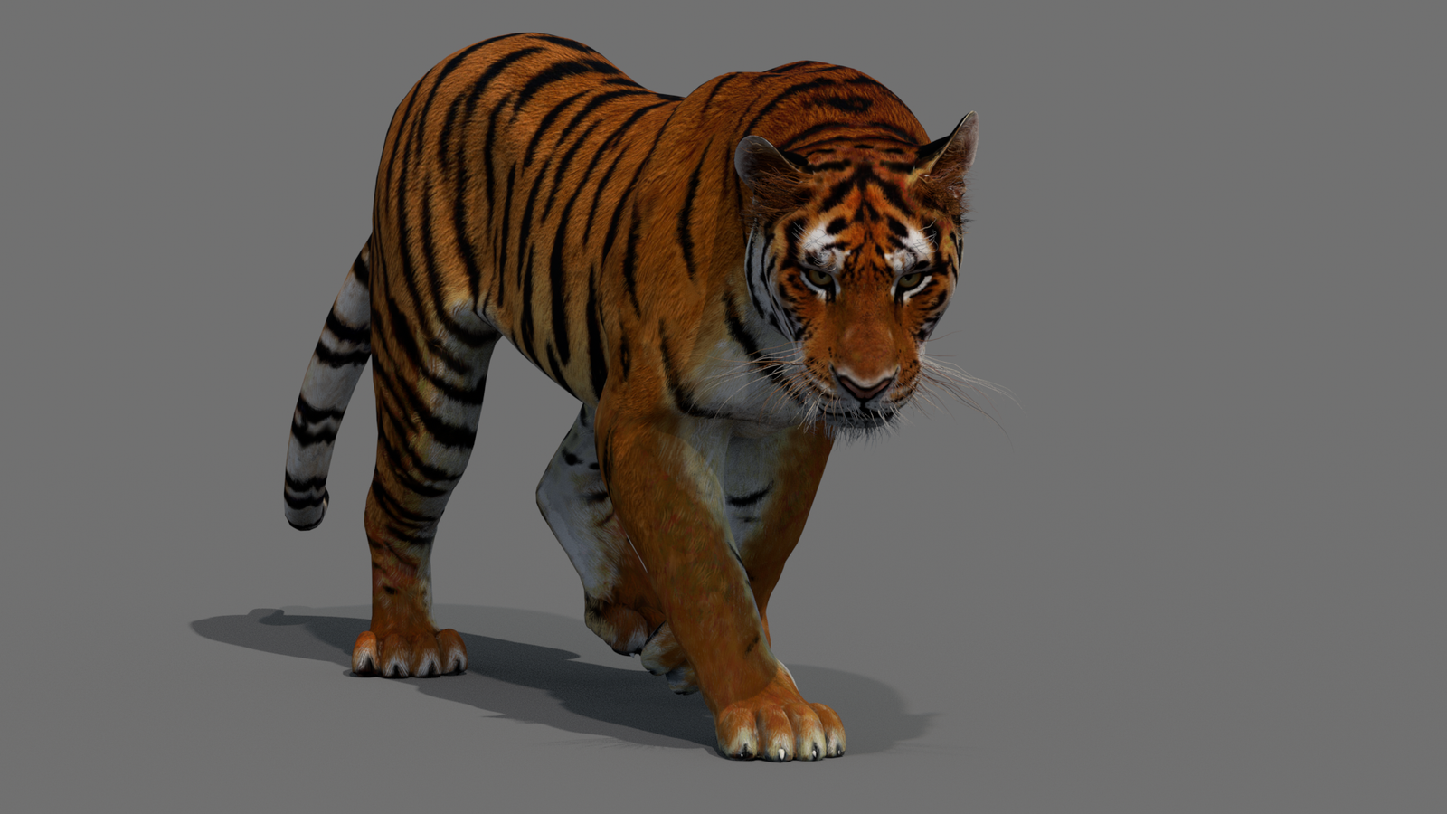 Tiger 3D Model Animated 360° view 2 frame 18