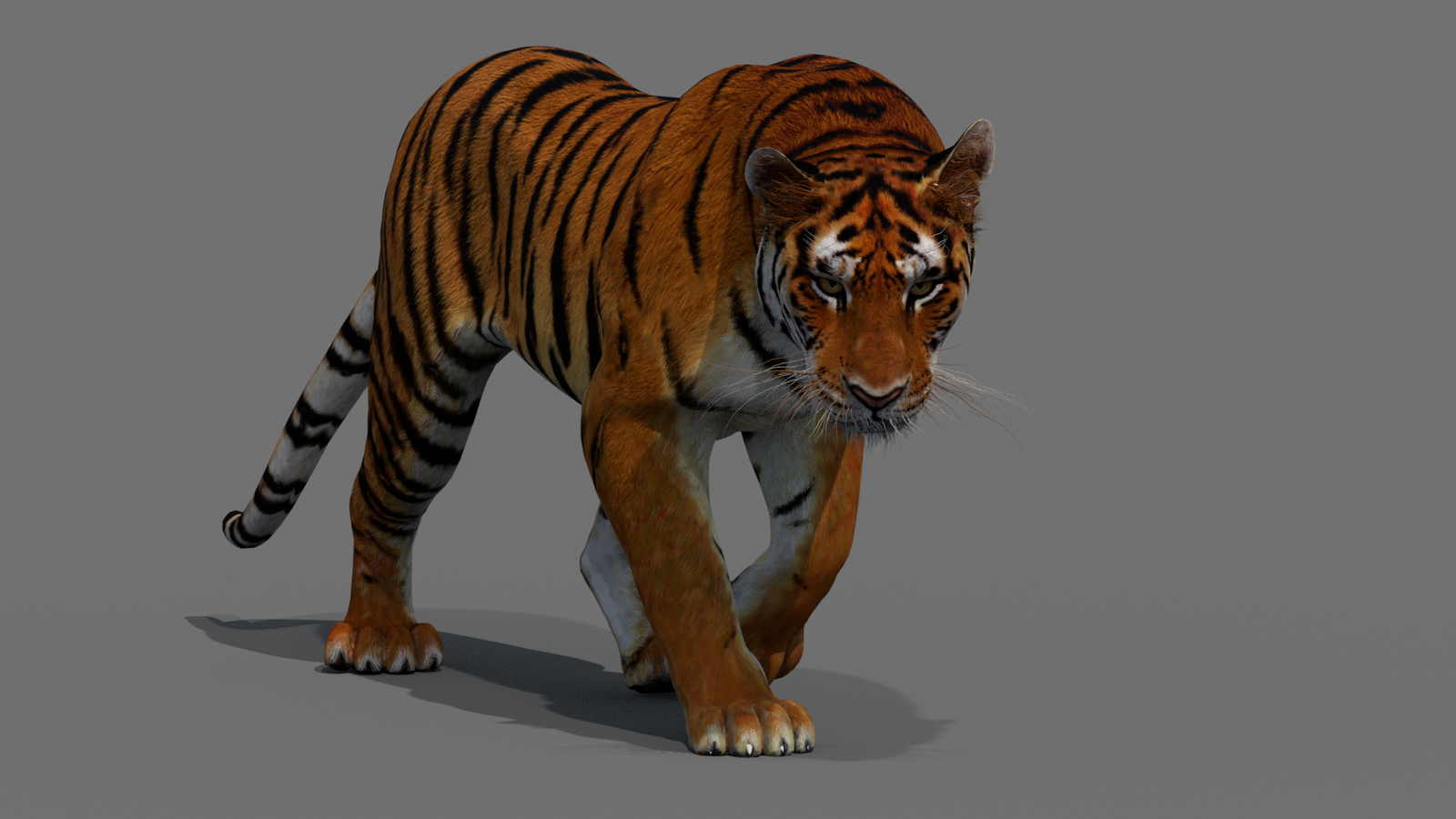 Tiger 3D Model Animated 360° view 2 frame 22