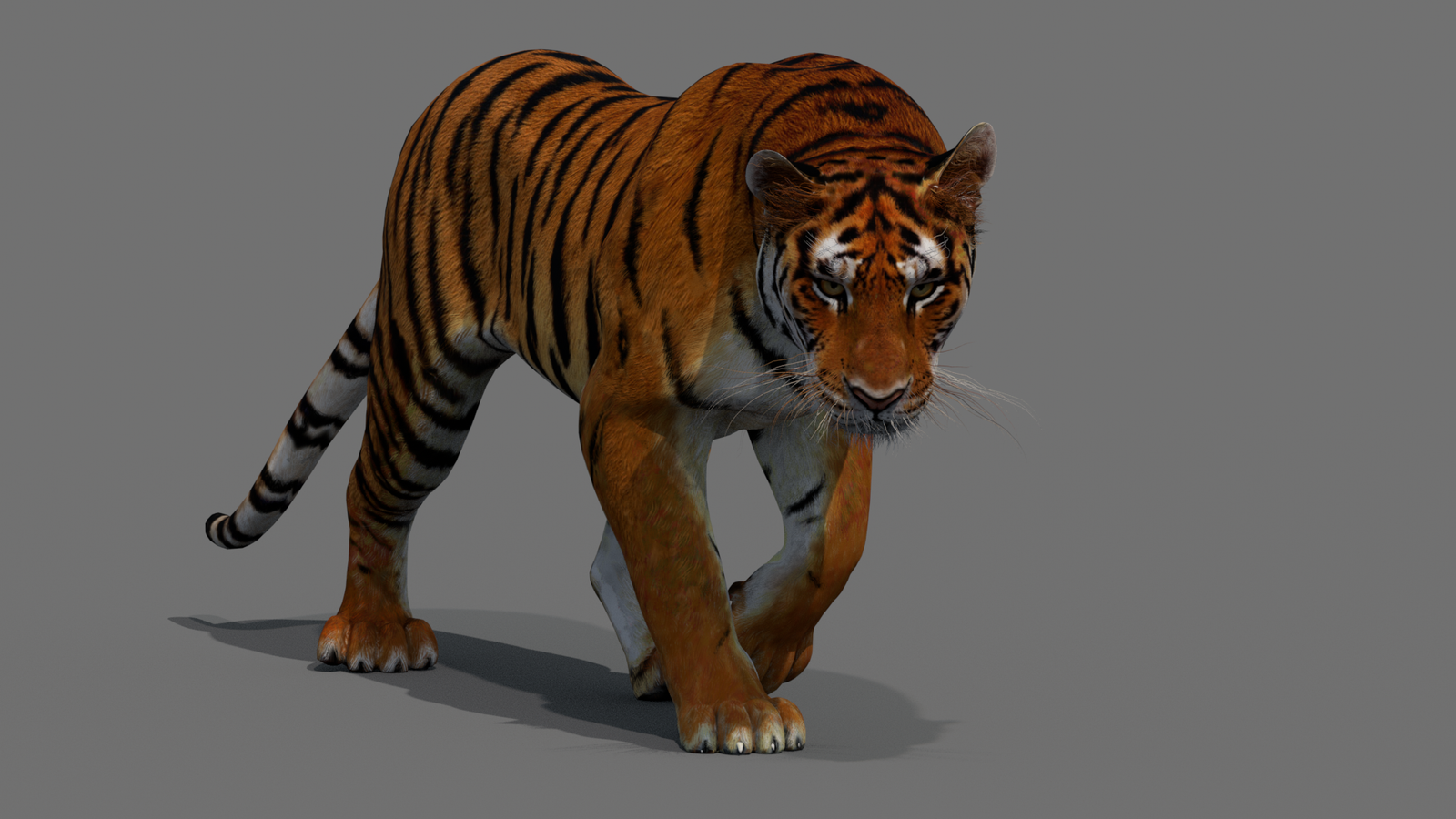 Tiger 3D Model Animated 360° view 2 frame 23
