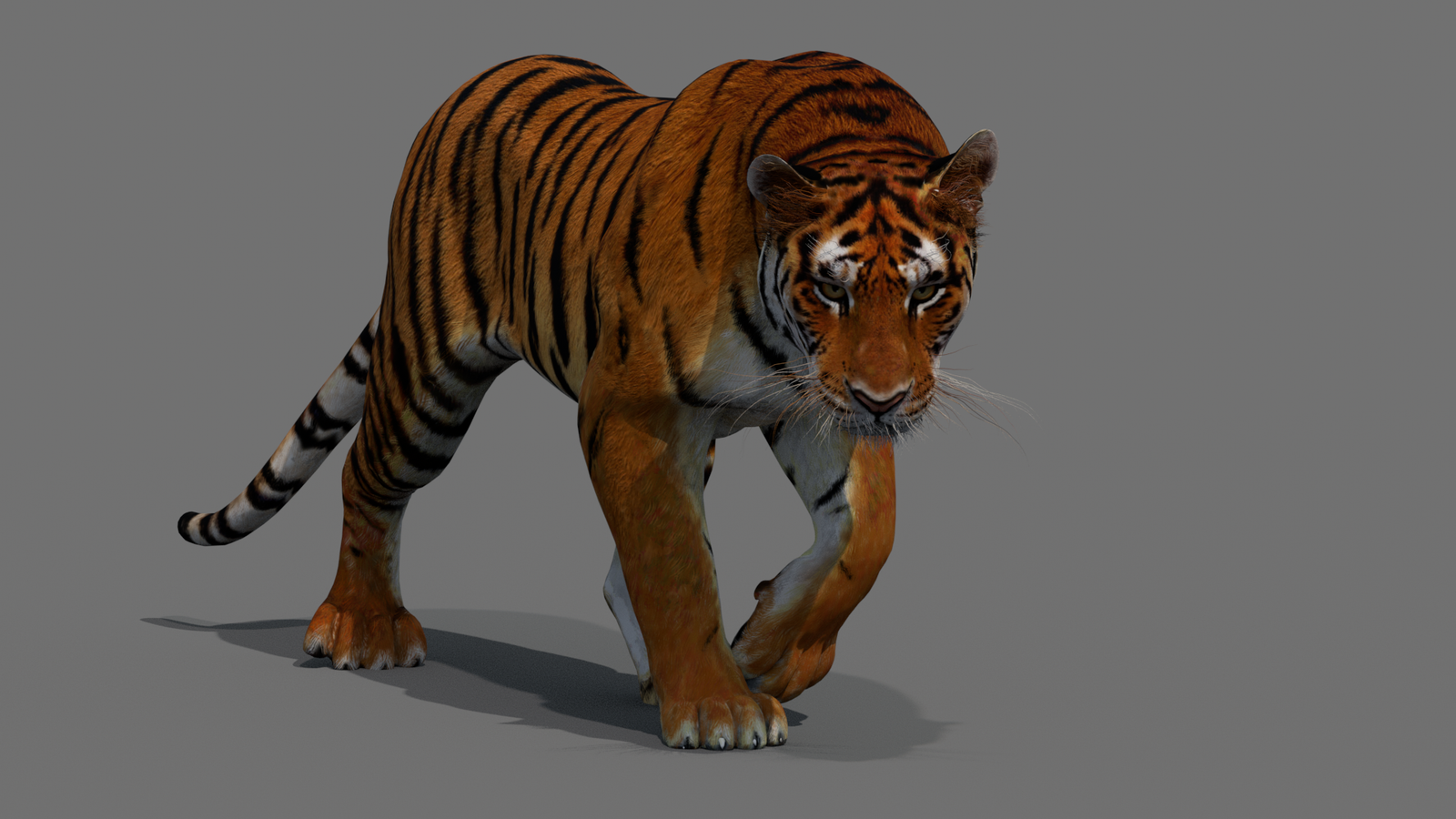 Tiger 3D Model Animated 360° view 2 frame 25