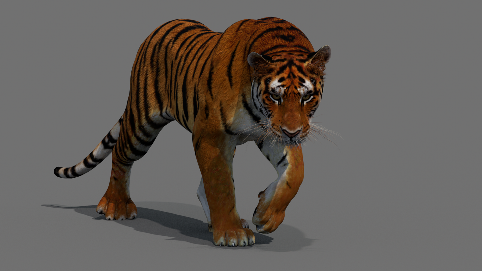 Tiger 3D Model Animated 360° view 2 frame 27