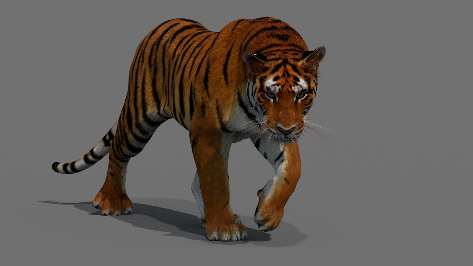 Tiger 3D Model Animated 360° view 2 frame 28