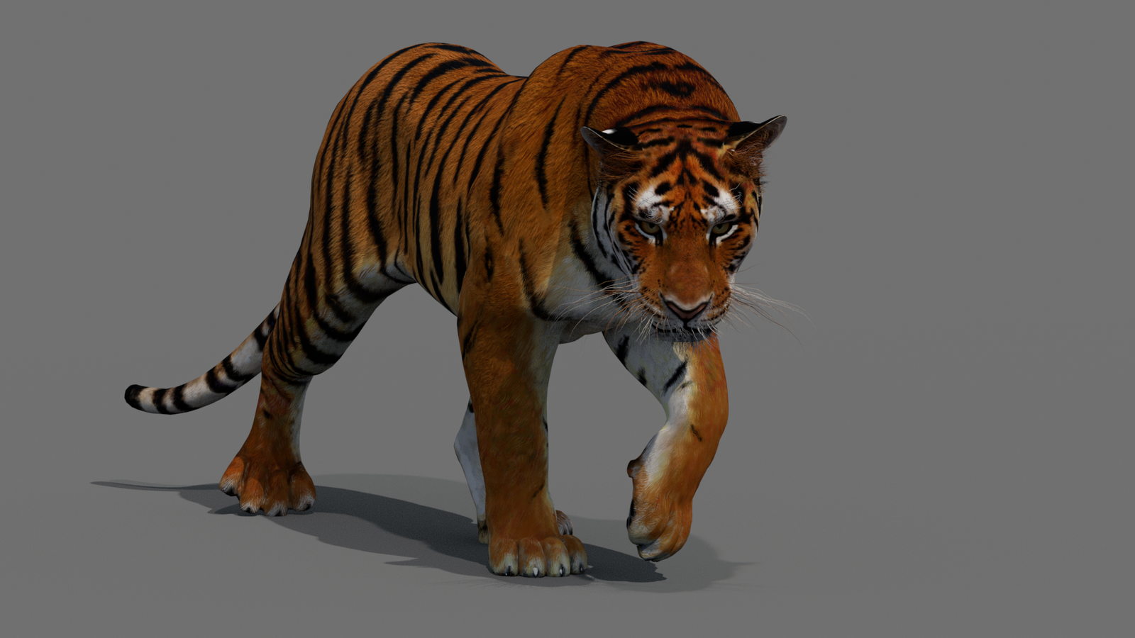Tiger 3D Model Animated 360° view 2 frame 29