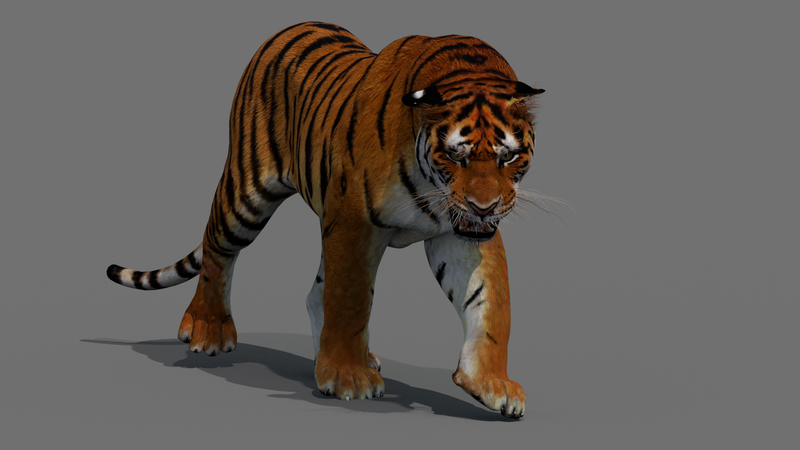 Tiger 3D Model Animated 360° view 2 frame 34