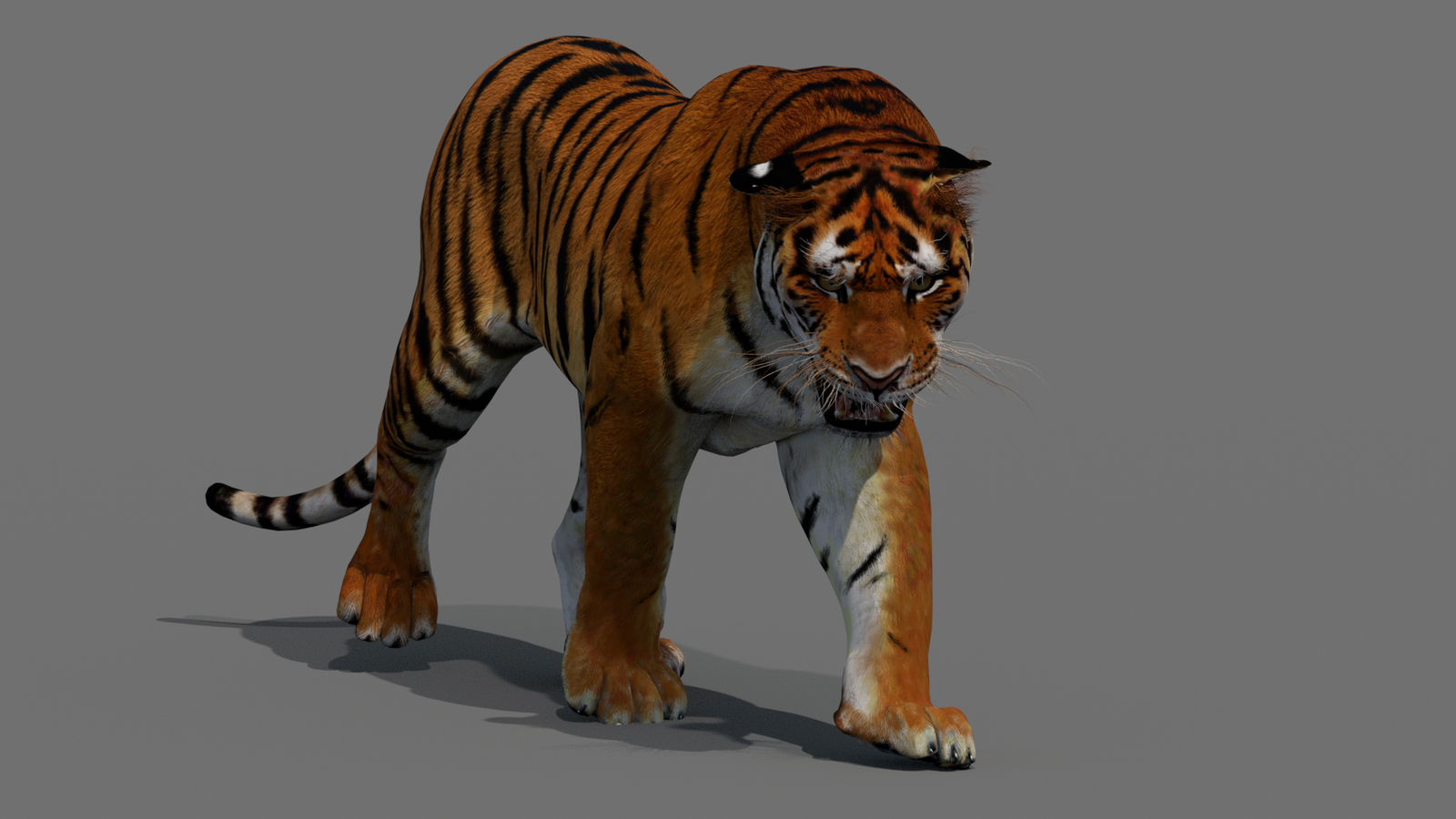 Tiger 3D Model Animated 360° view 2 frame 35