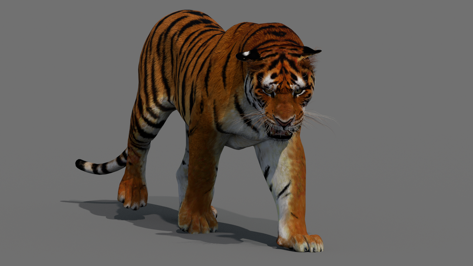 Tiger 3D Model Animated 360° view 2 frame 37