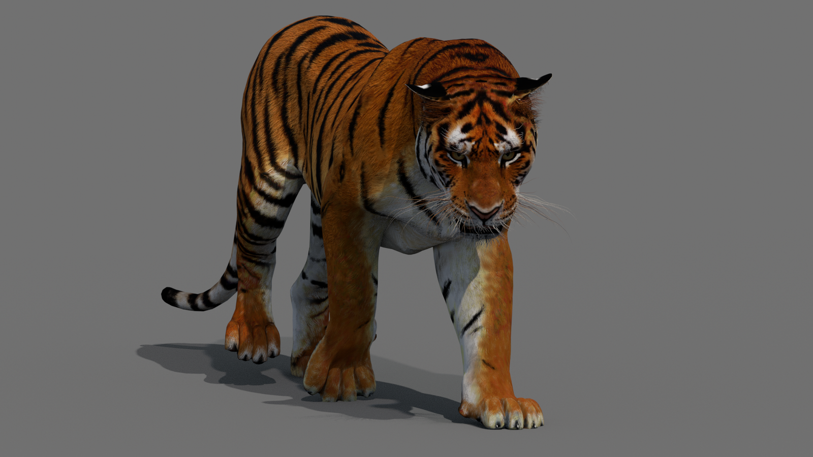 Tiger 3D Model Animated 360° view 2 frame 41