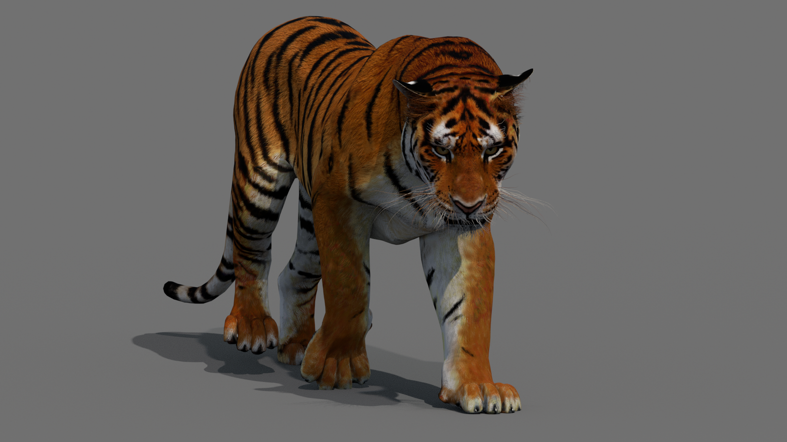 Tiger 3D Model Animated 360° view 2 frame 42