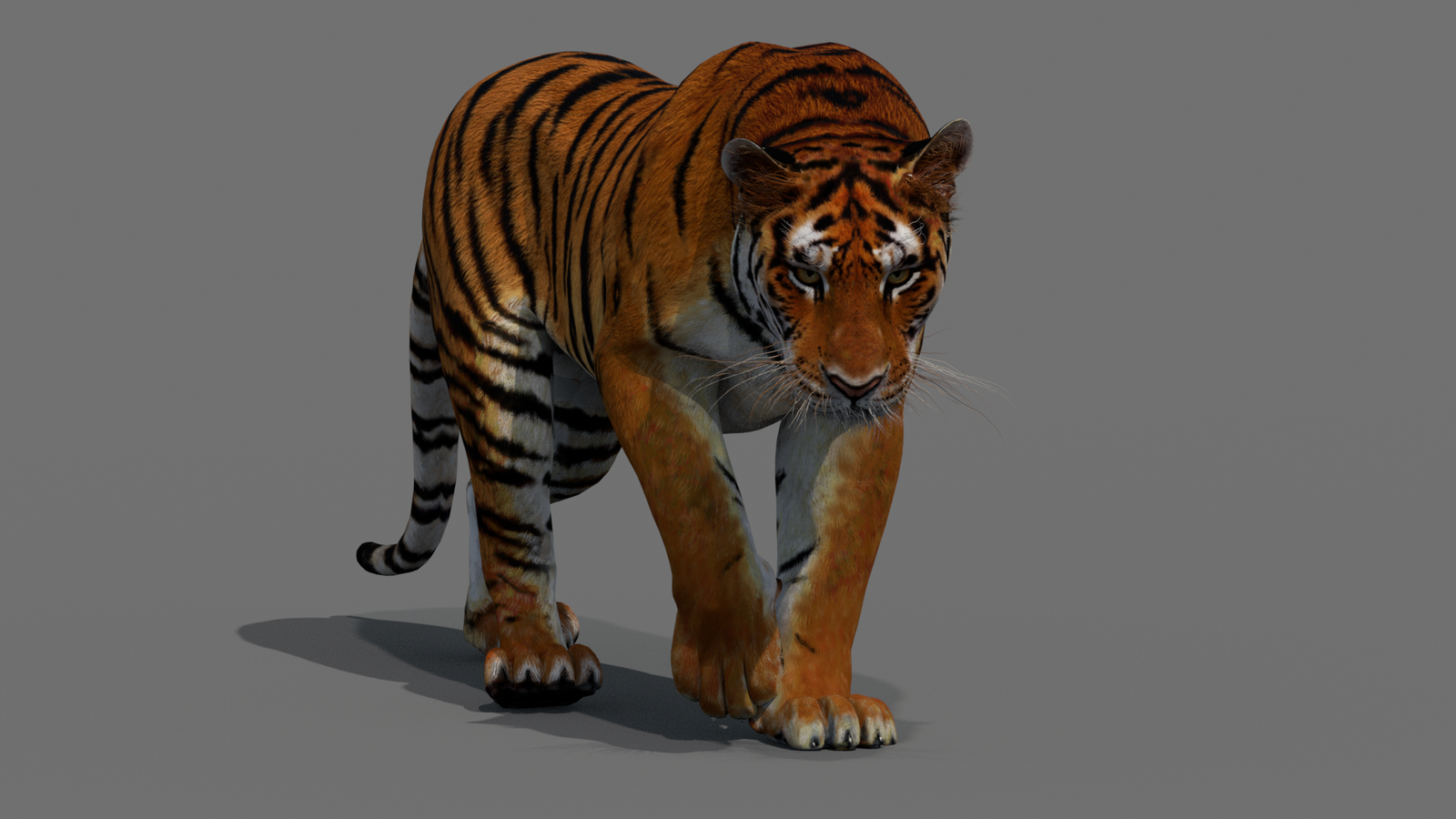 Tiger 3D Model Animated 360° view 2 frame 49