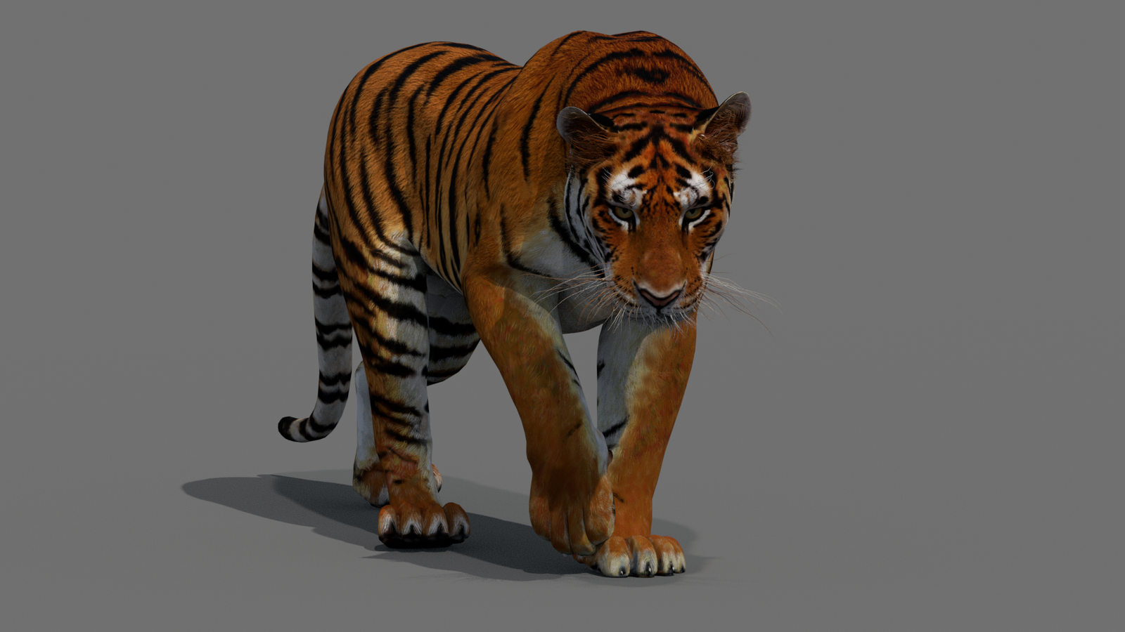 Tiger 3D Model Animated 360° view 2 frame 50