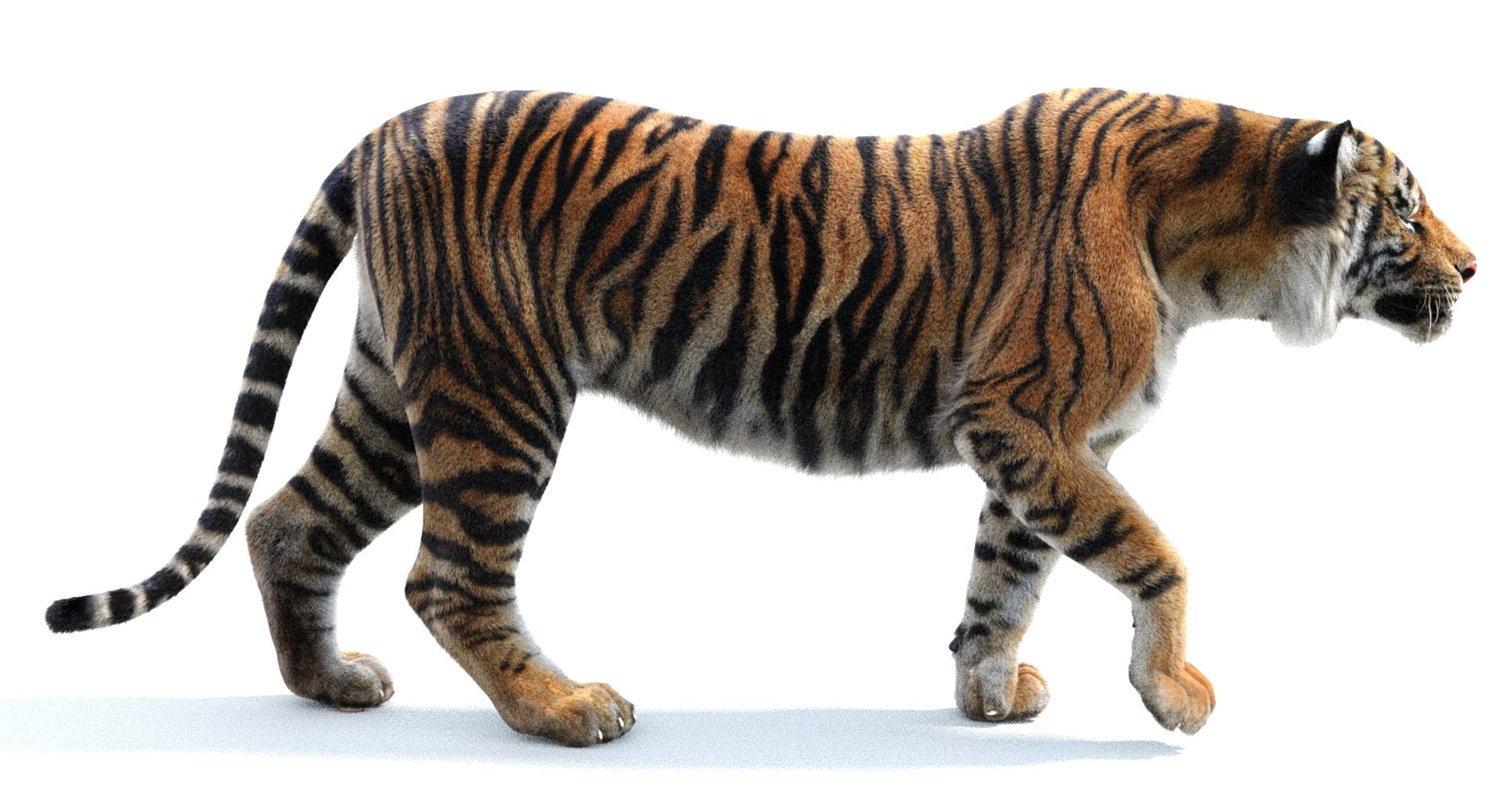 3D Tiger model walking on a white background