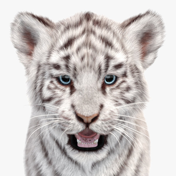 White Tiger Cub 3D Model with Groomed Hair