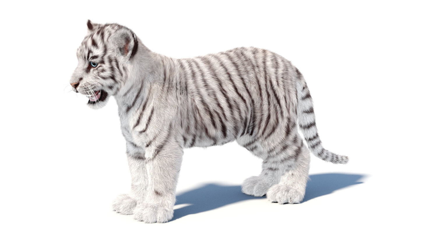 White Tiger Cub 3D Model with Groomed Hair