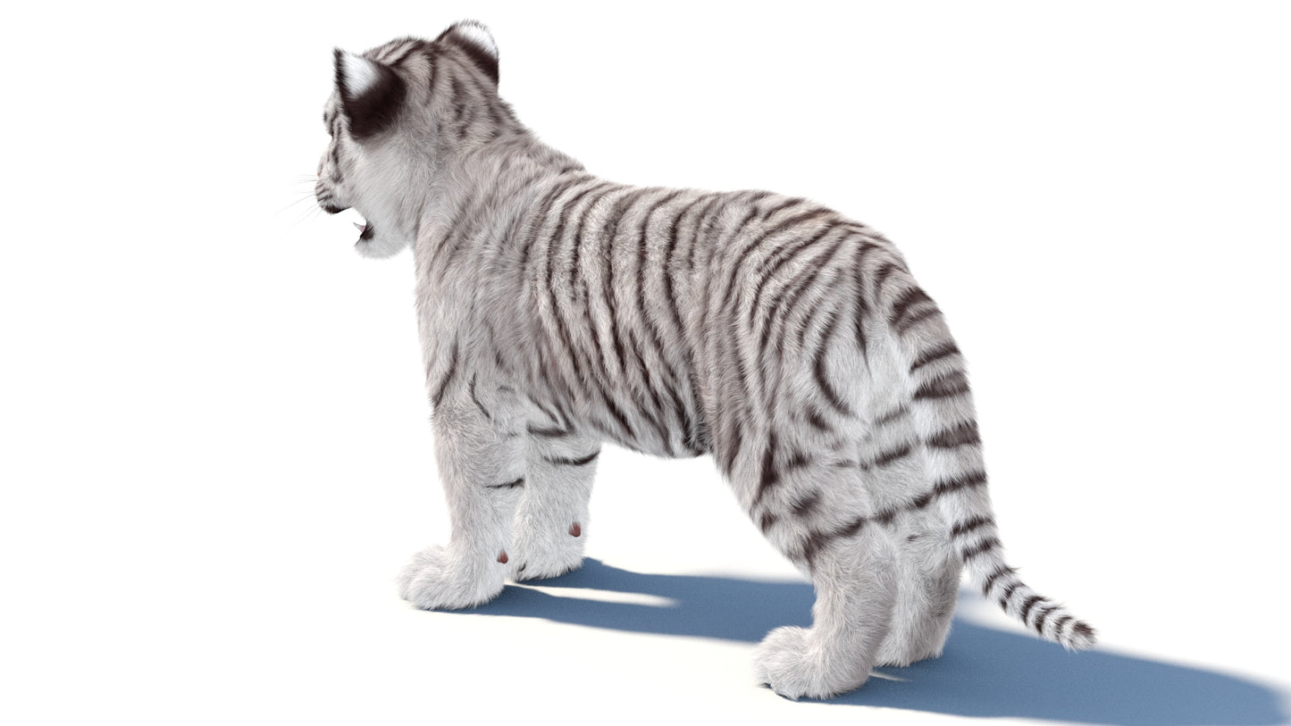 White Tiger Cub 3D Model with Groomed Hair