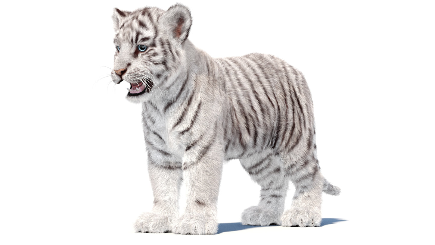 White Tiger Cub 3D Model with Groomed Hair