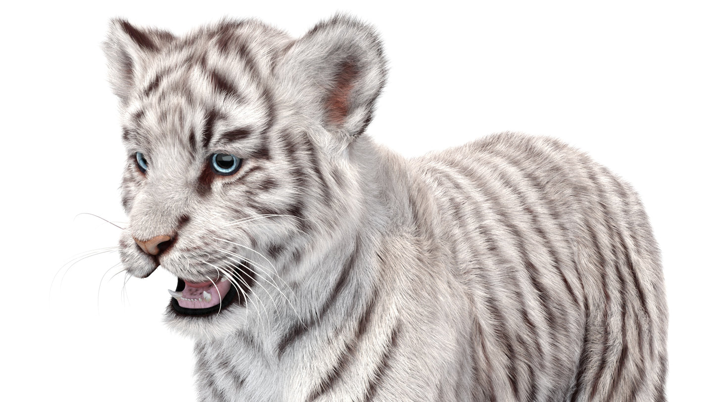 White Tiger Cub 3D Model with Groomed Hair