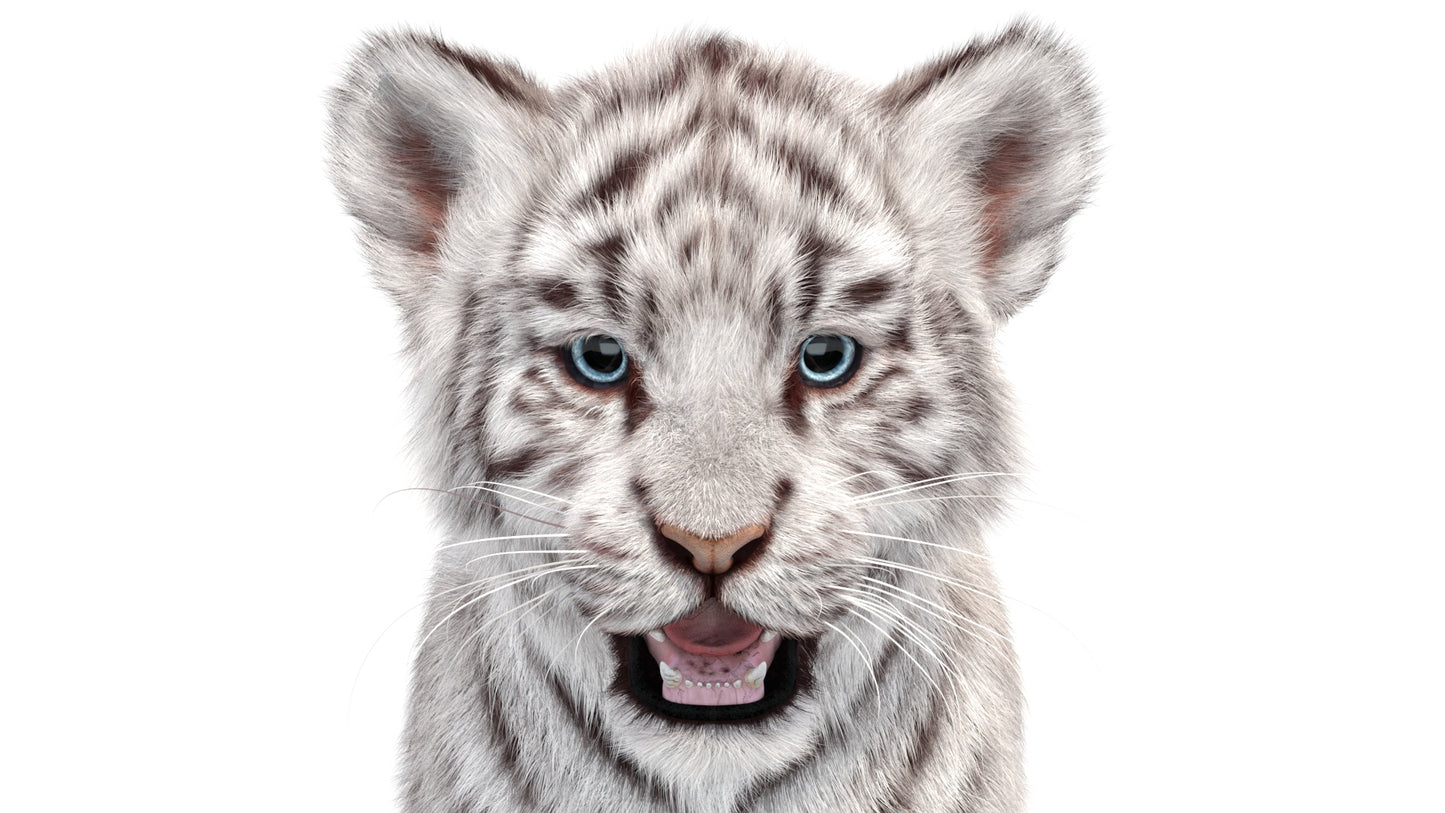 White Tiger Cub 3D Model with Groomed Hair