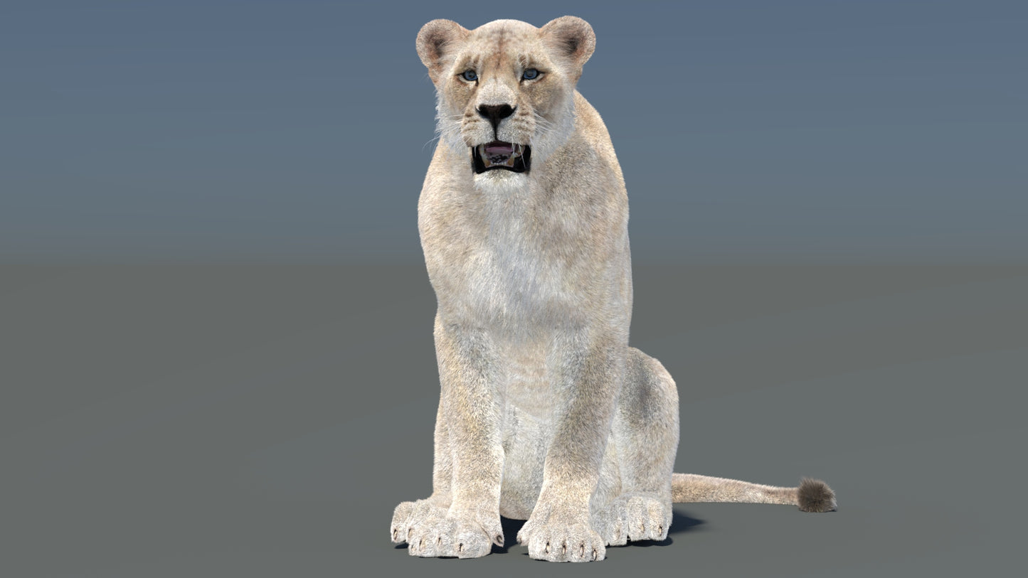 Animated White Lioness Fur 3D Model