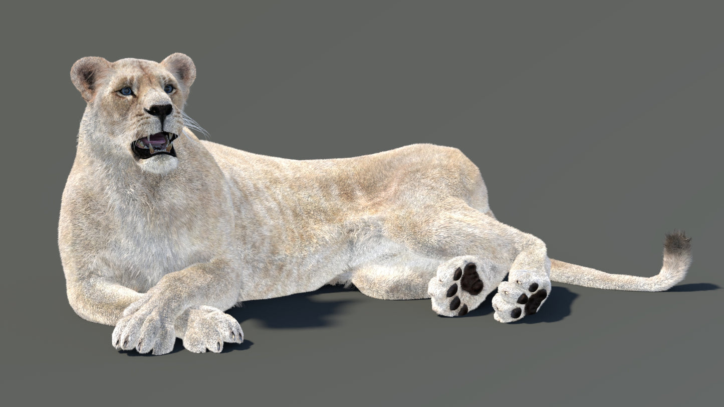 Animated White Lioness Fur 3D Model