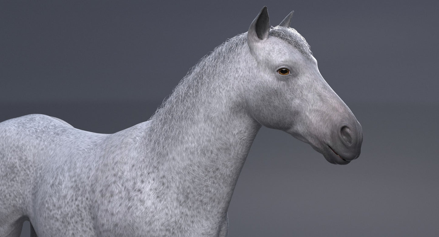 Horse 3D Model White
