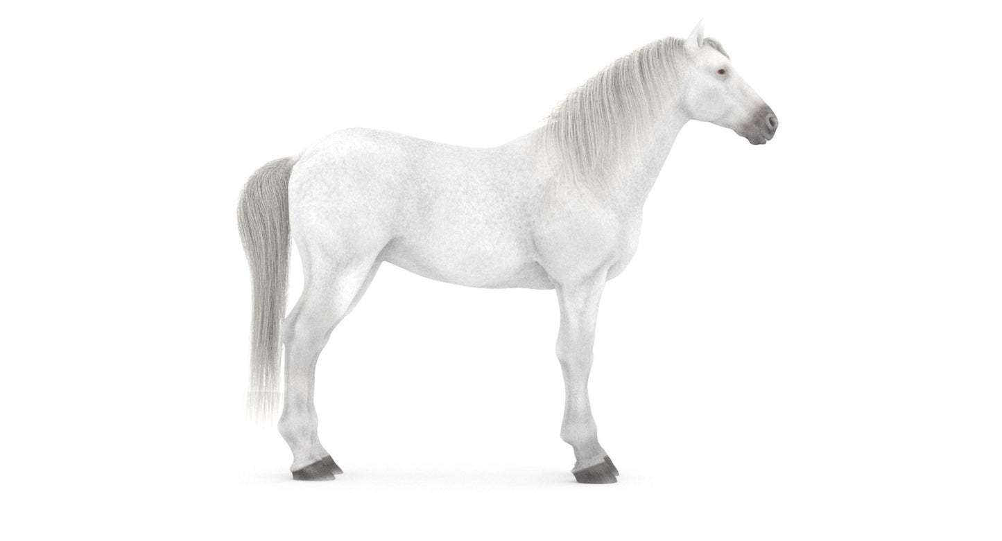 White Horse 3D Model
