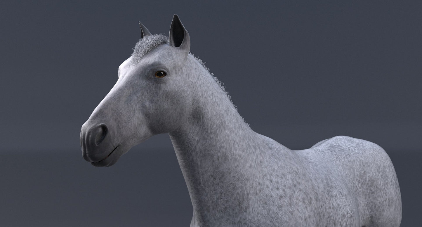 Horse 3D Model White