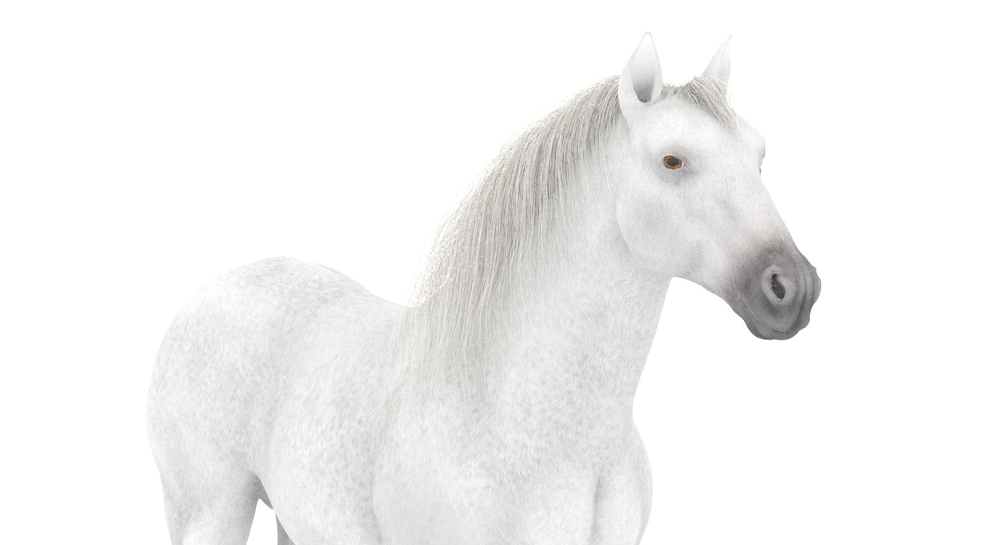 White Horse 3D Model