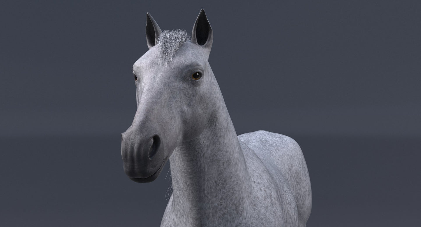 Realistic White Horse 3D Model