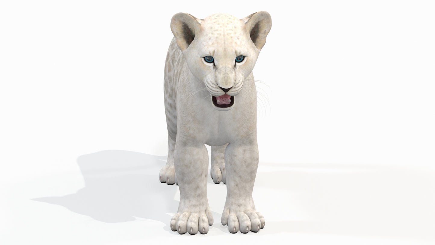 White Baby Lion 3D Model