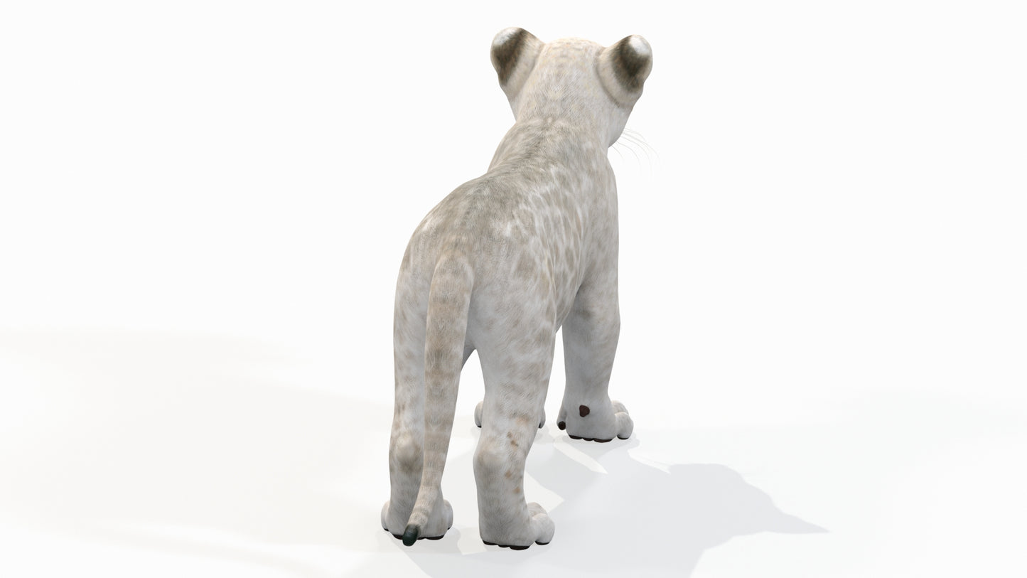 White Baby Lion 3D Model