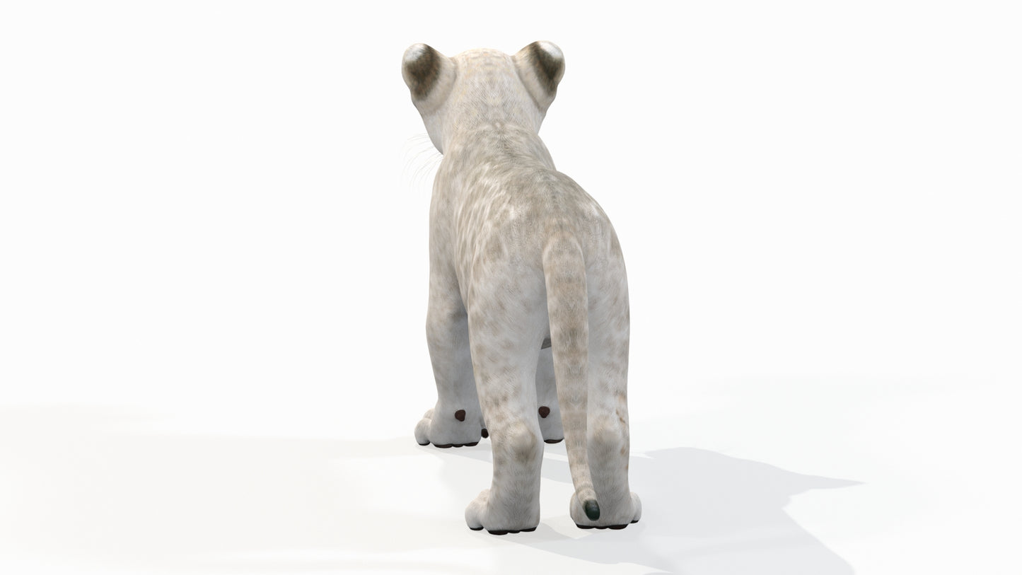White Baby Lion 3D Model