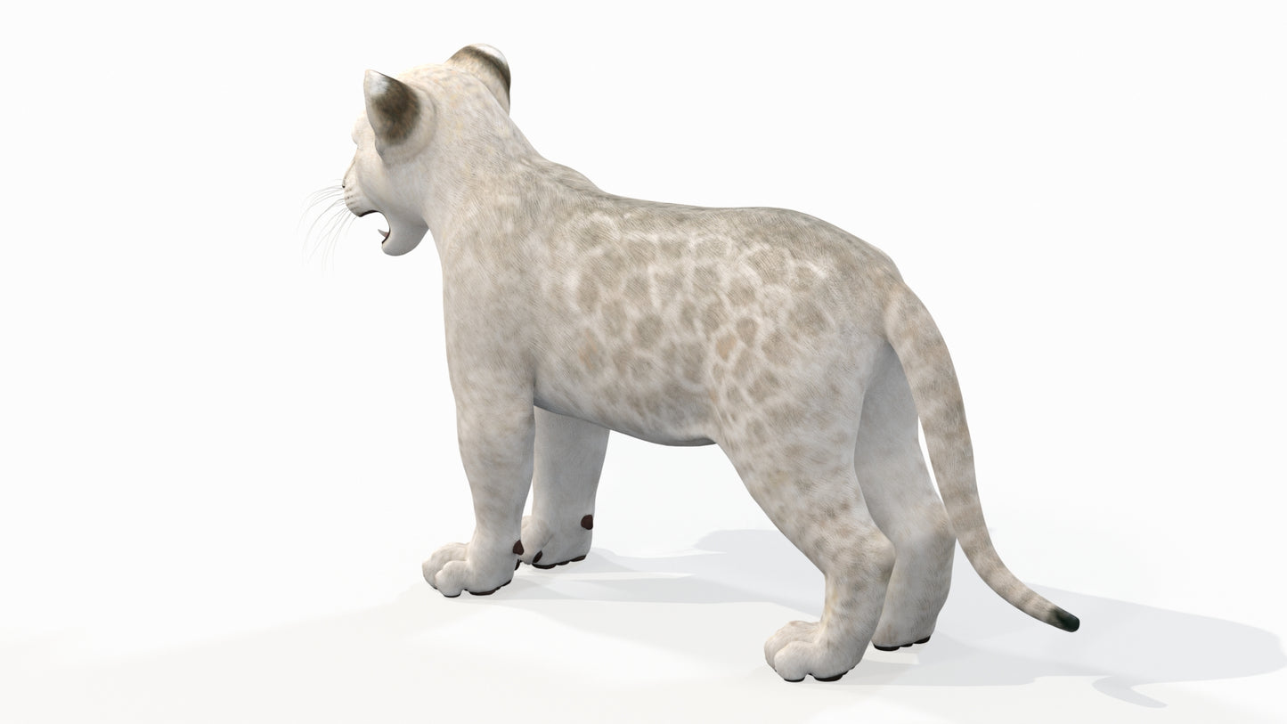 White Baby Lion 3D Model