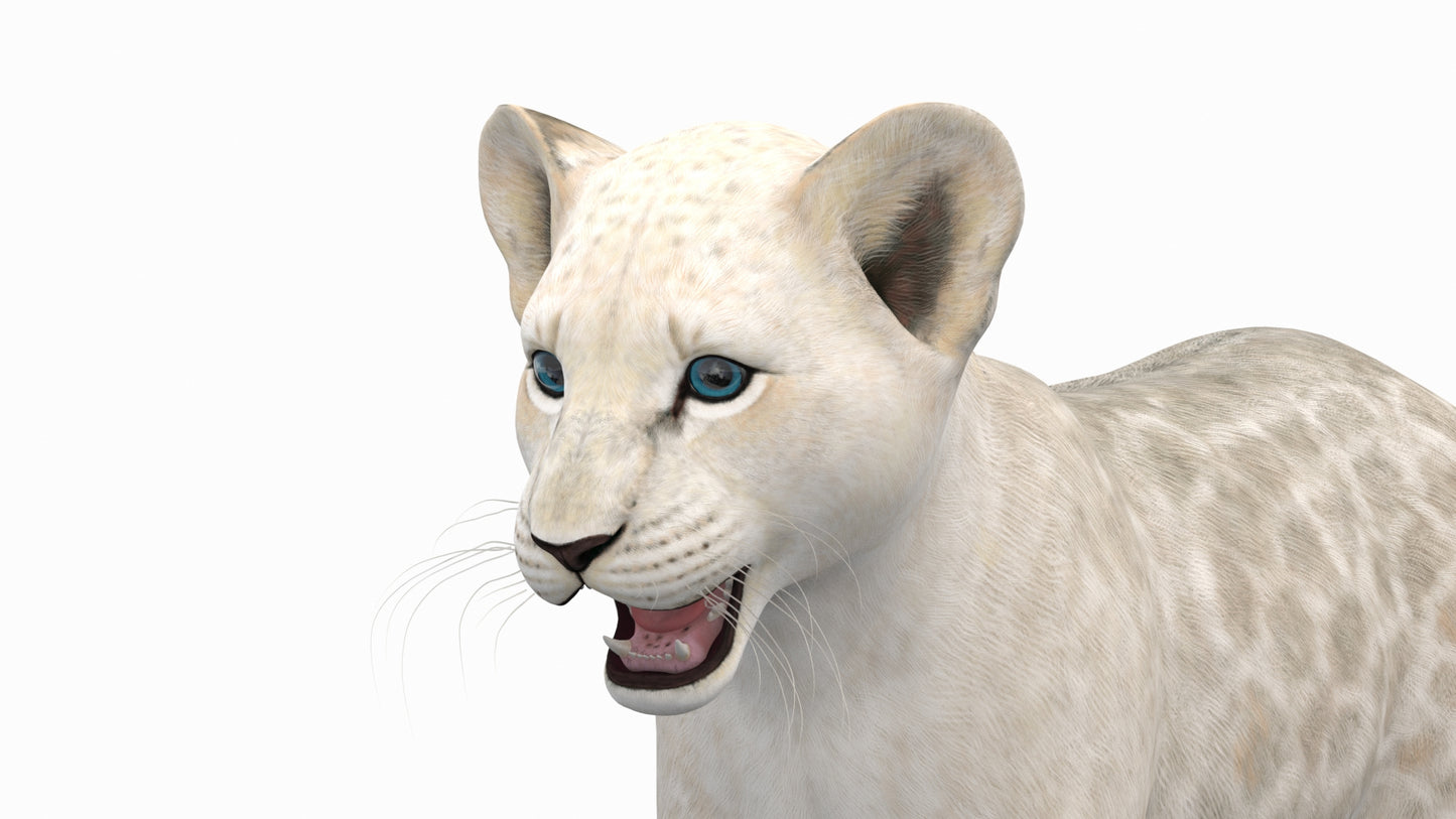 White Baby Lion 3D Model