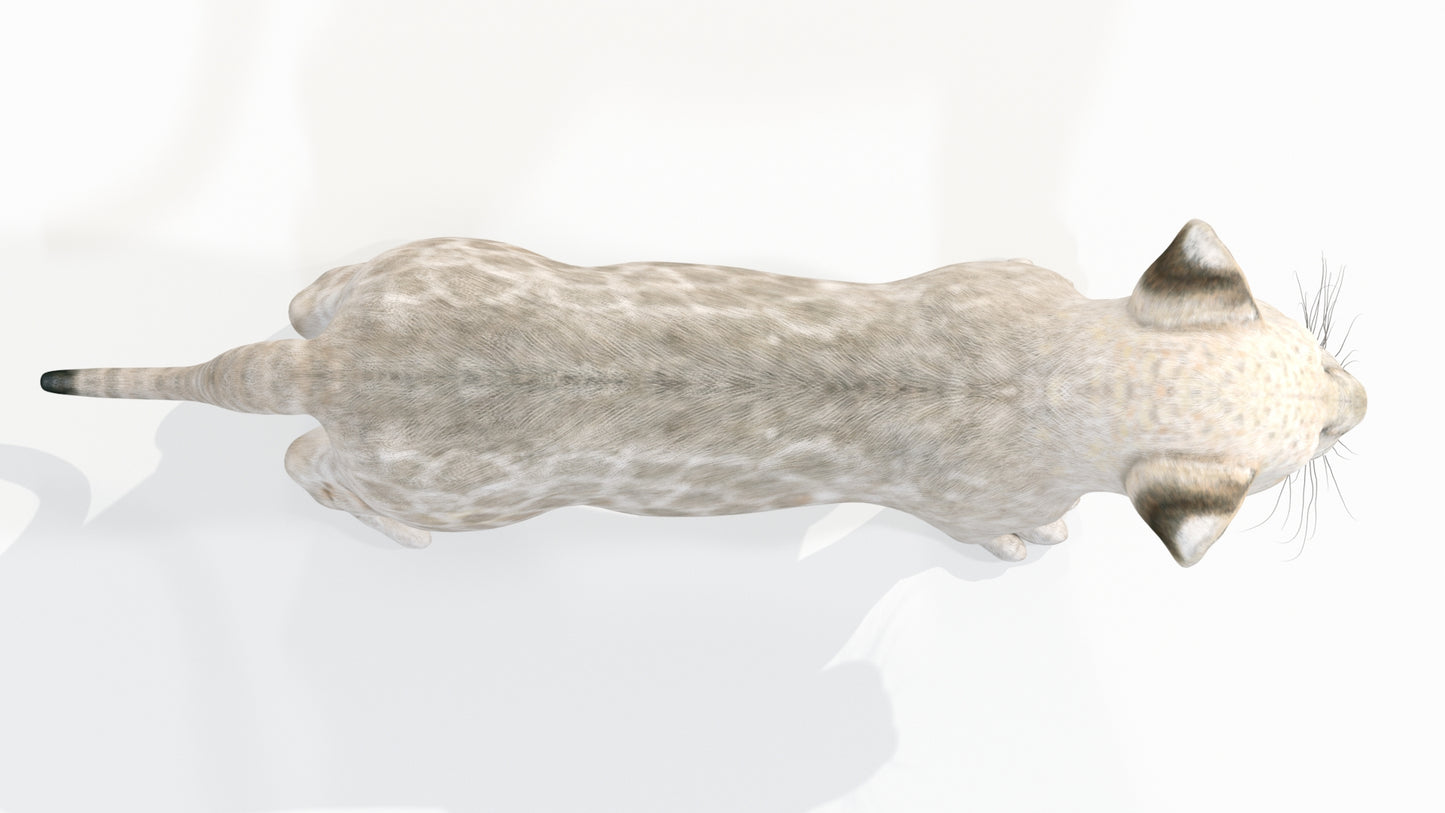 White Baby Lion 3D Model