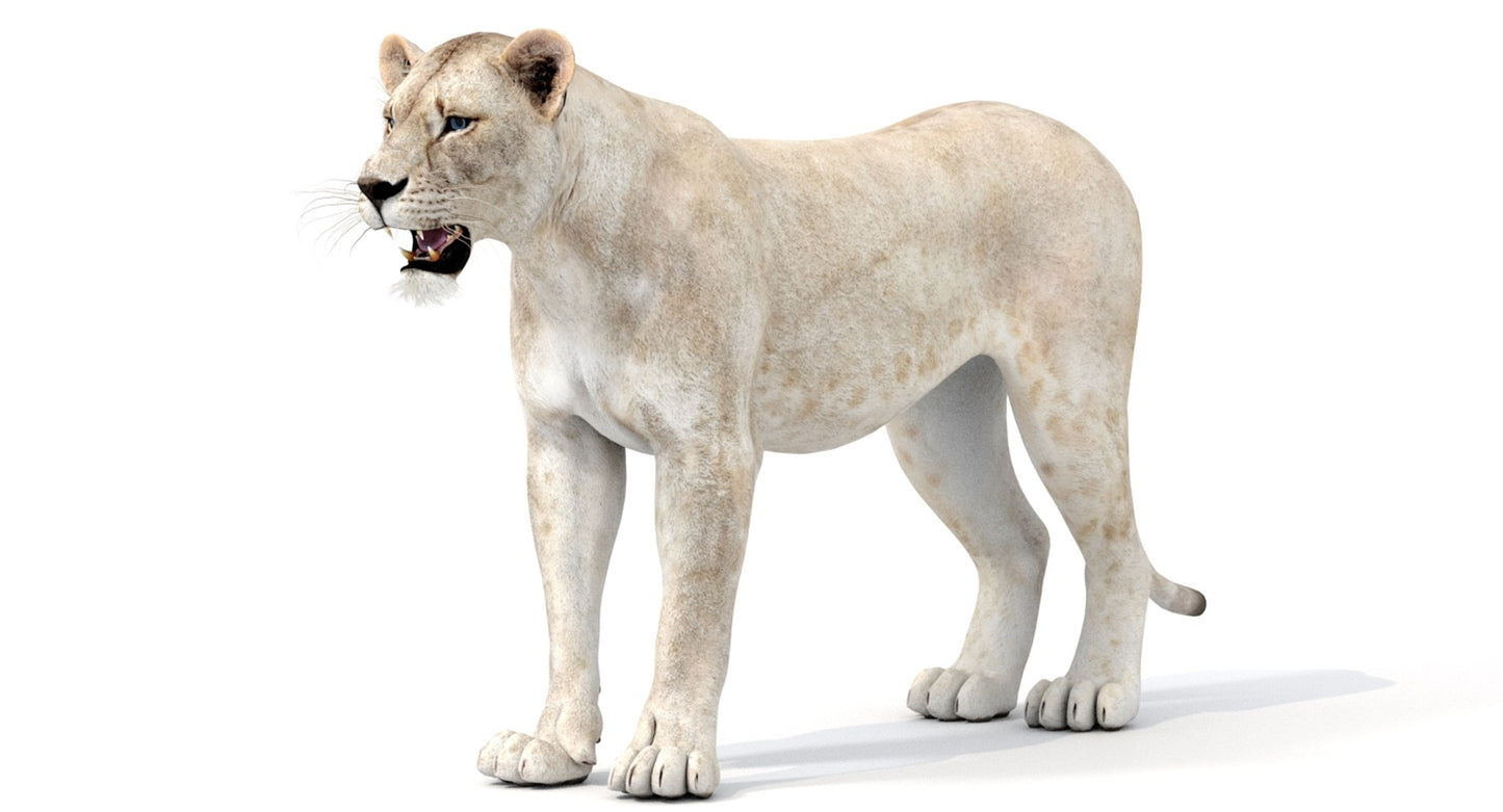 White Lioness 3D Model