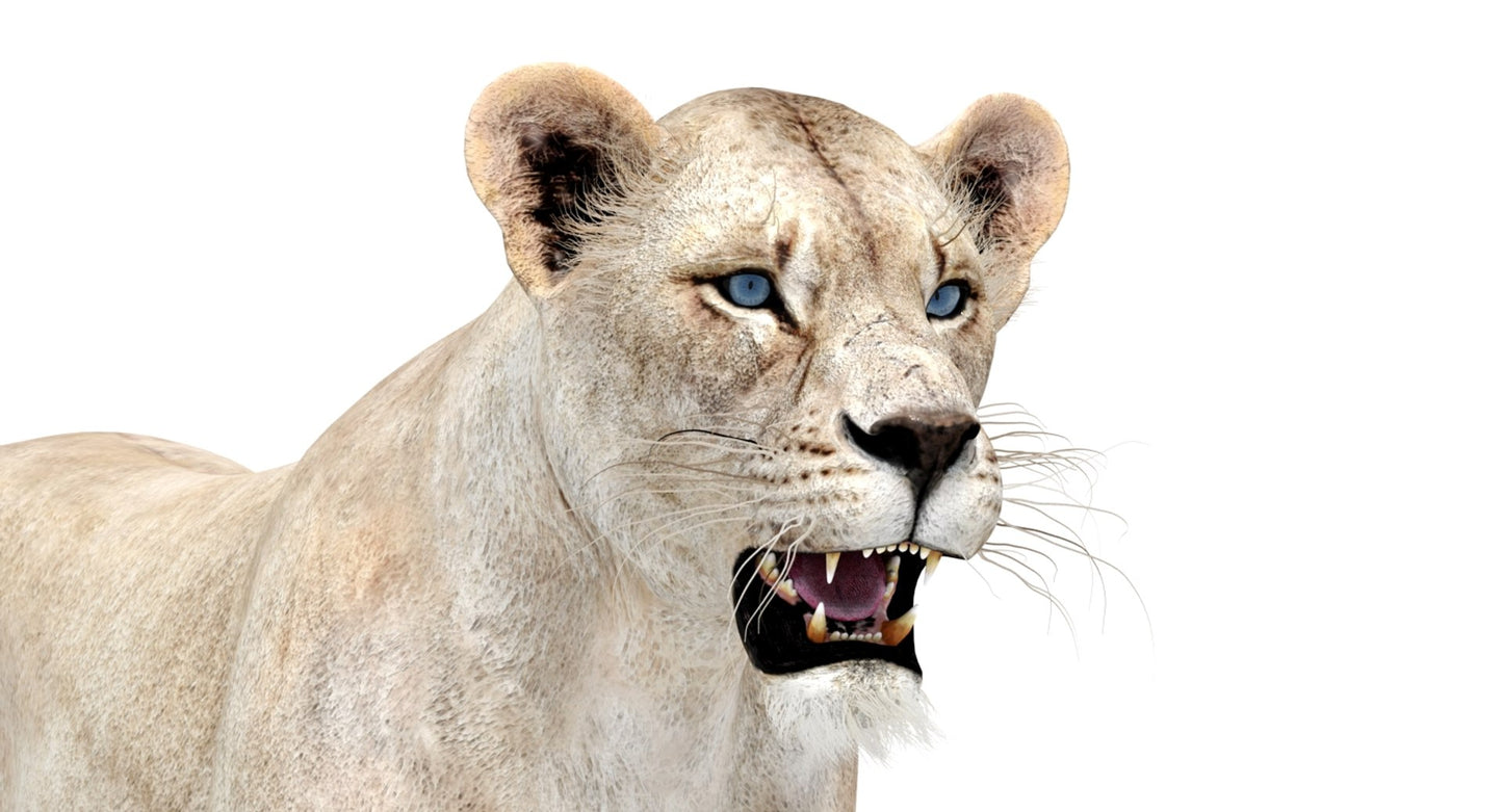 White Lioness 3D Model