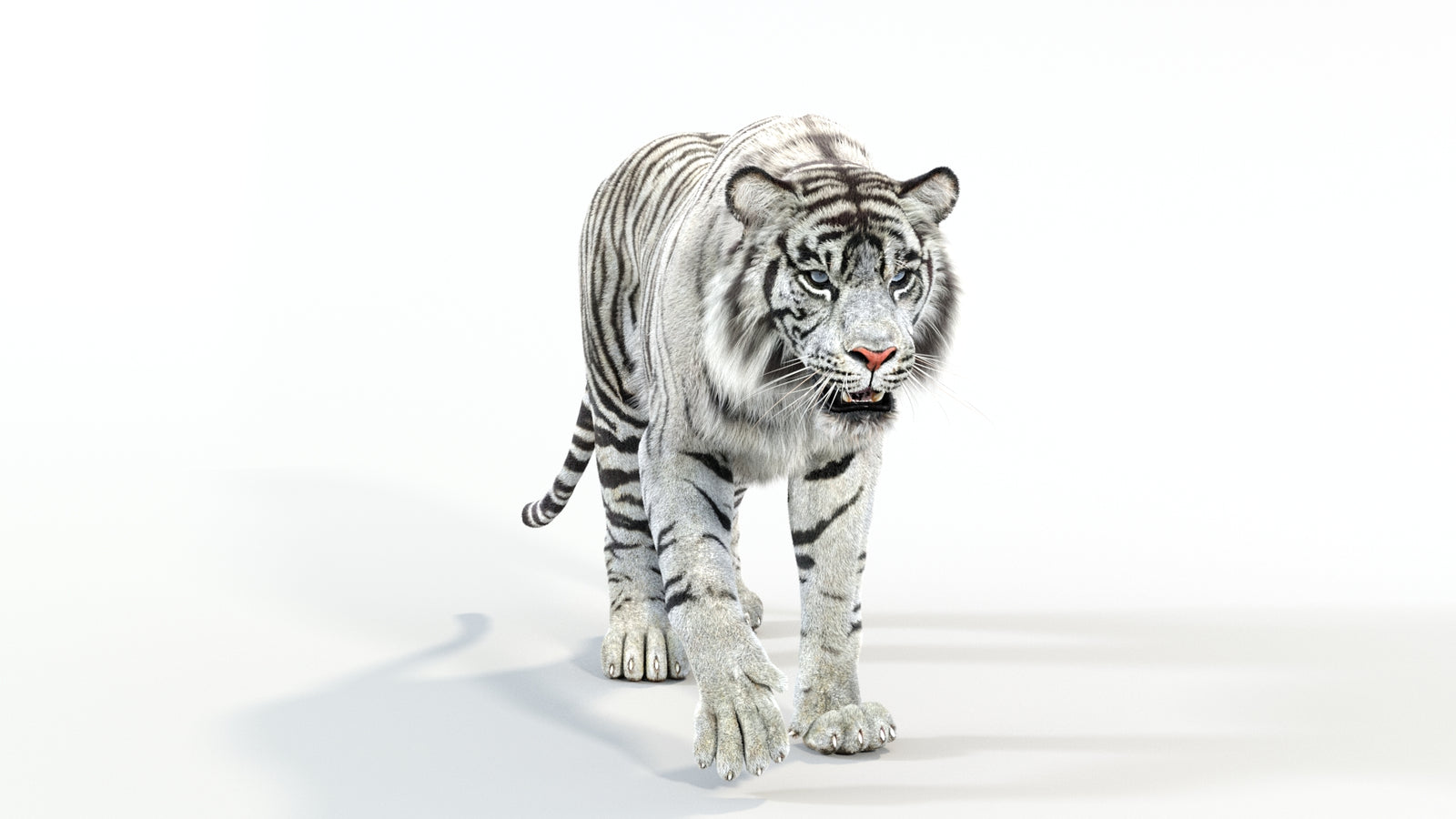 Animated White Tiger 3D Model with Fur 360° view 1 frame 1