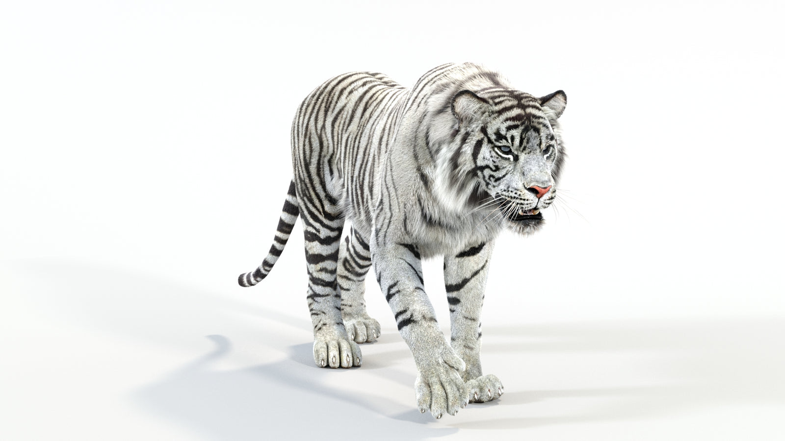 Animated White Tiger 3D Model with Fur 360° view 1 frame 2