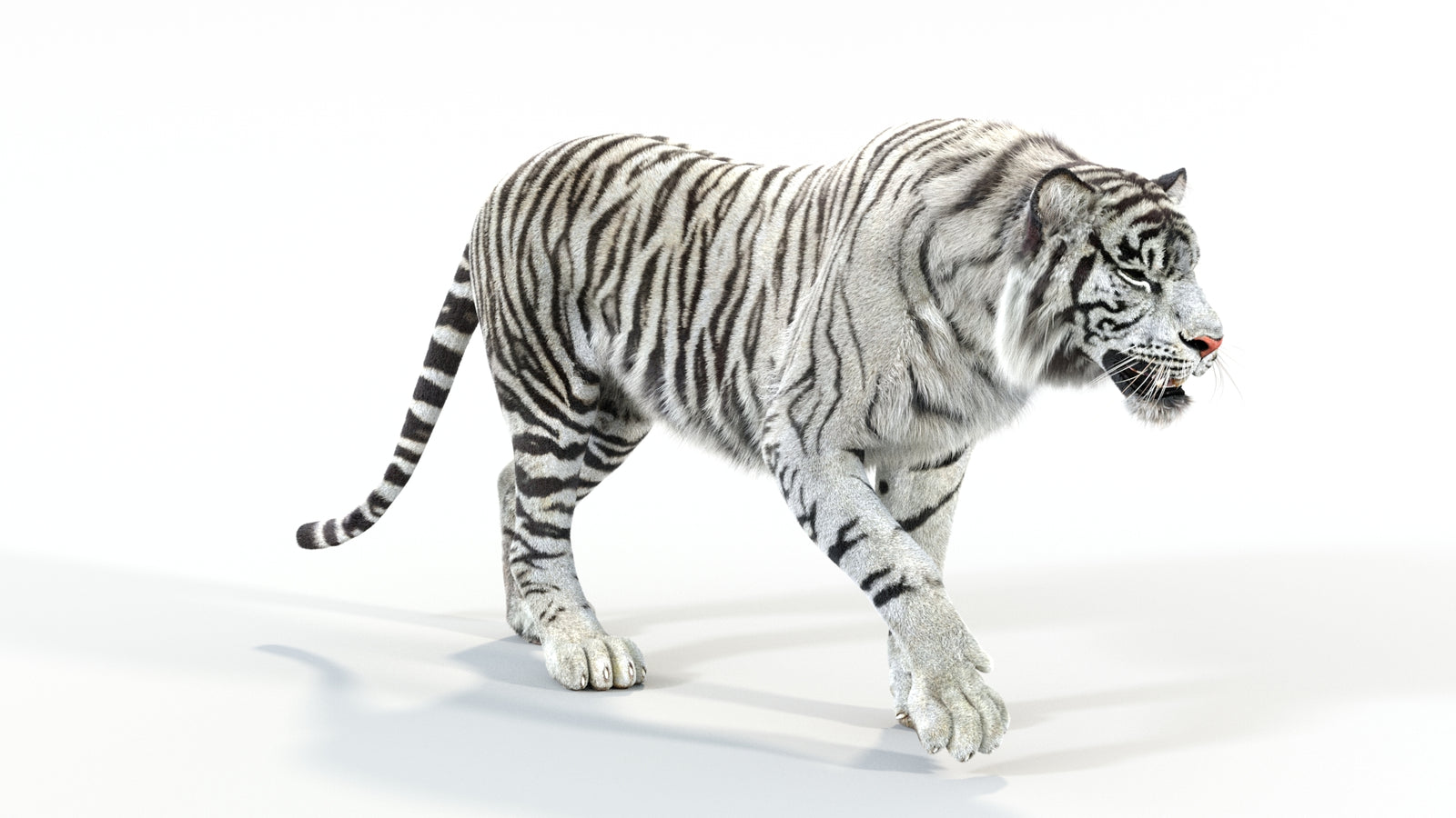 Animated White Tiger 3D Model with Fur 360° view 1 frame 4