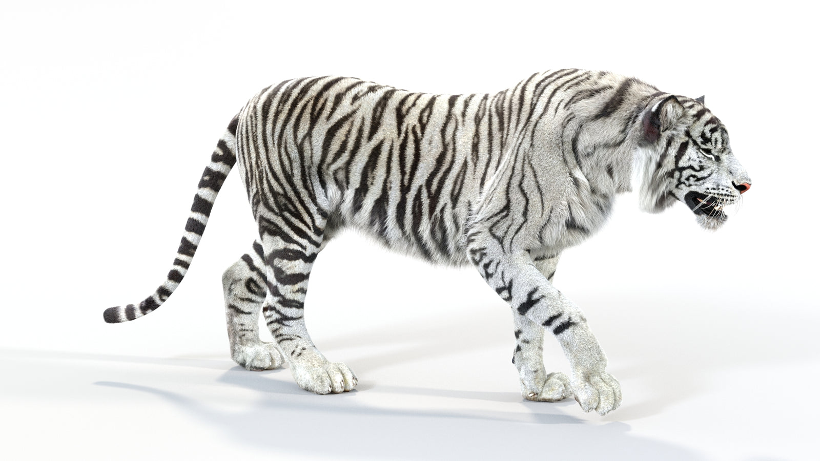 Animated White Tiger 3D Model with Fur 360° view 1 frame 6