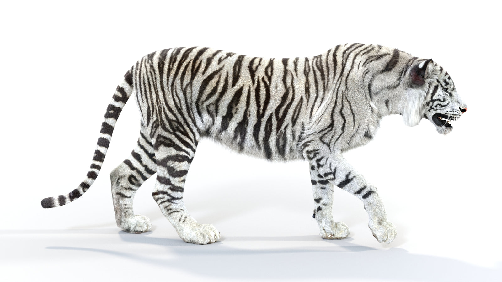 Animated White Tiger 3D Model with Fur 360° view 1 frame 8