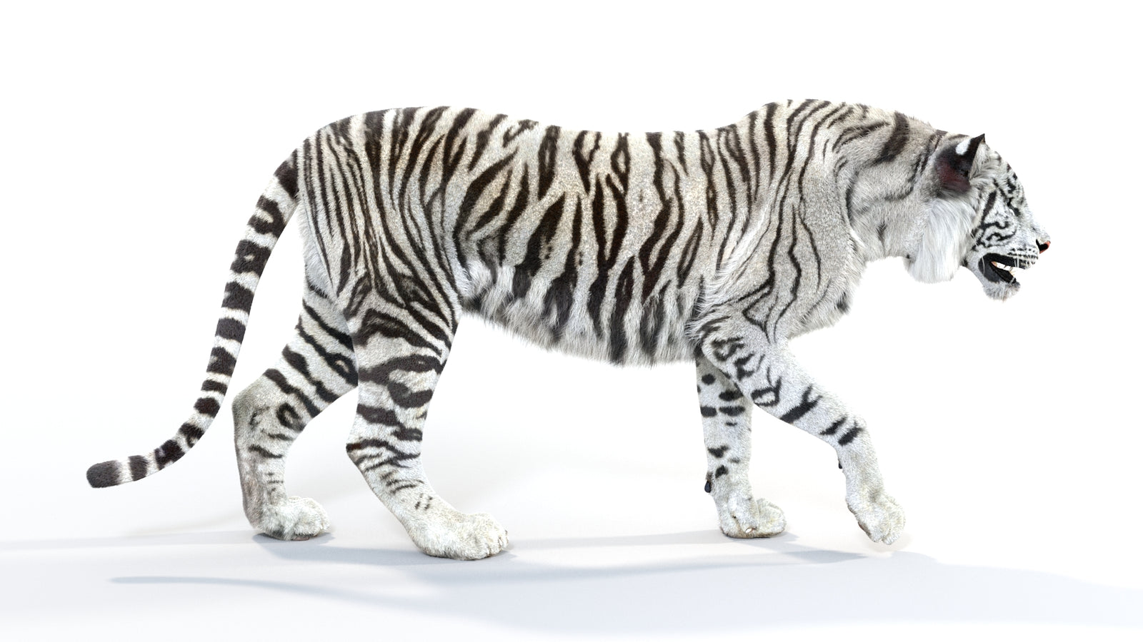 Animated White Tiger 3D Model with Fur 360° view 1 frame 9