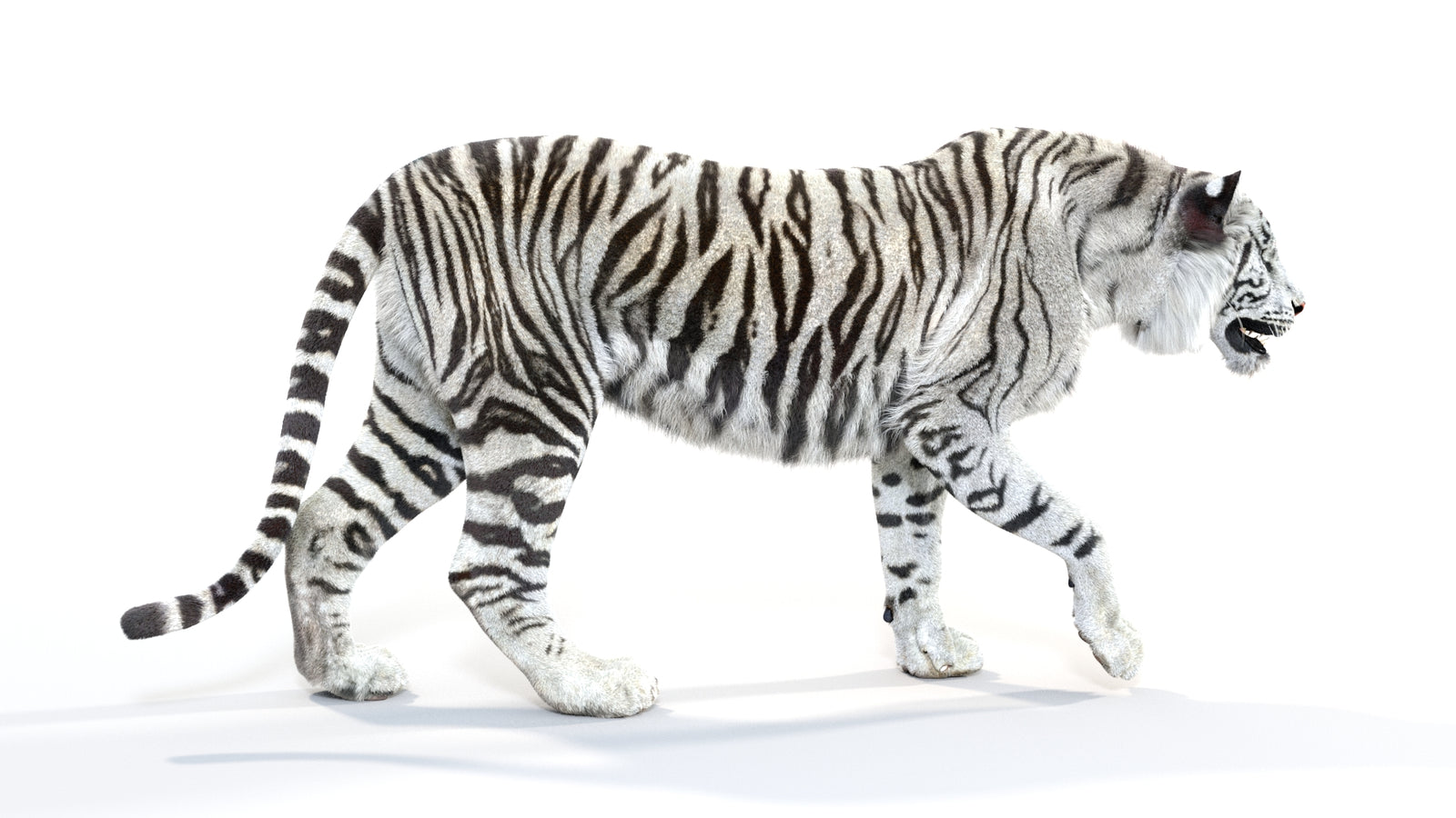 Animated White Tiger 3D Model with Fur 360° view 1 frame 10