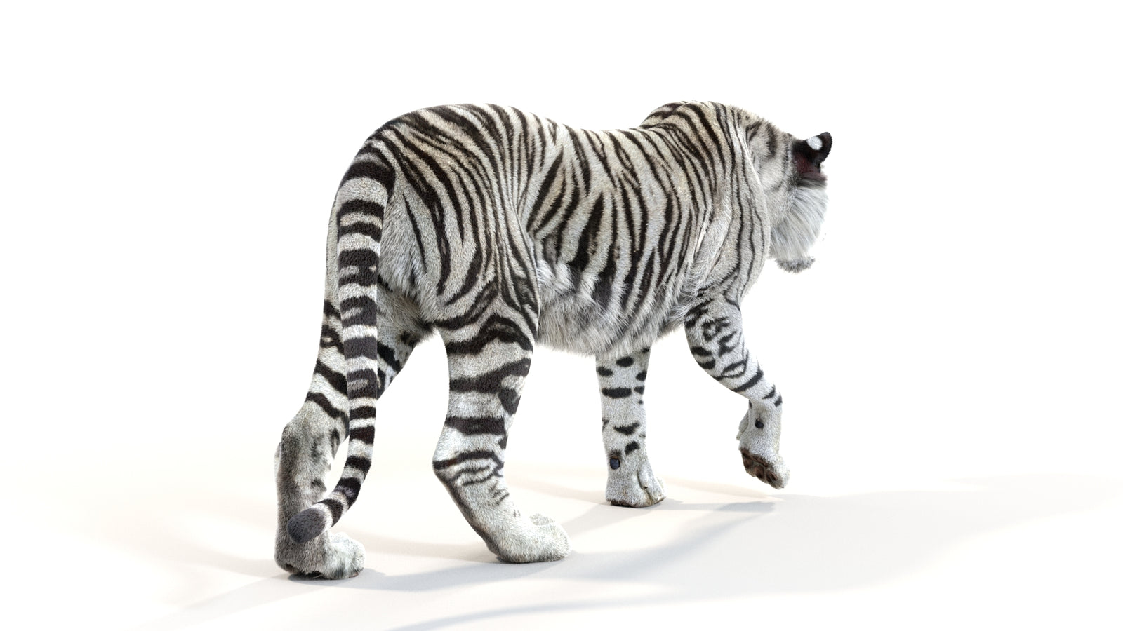 Animated White Tiger 3D Model with Fur 360° view 1 frame 14