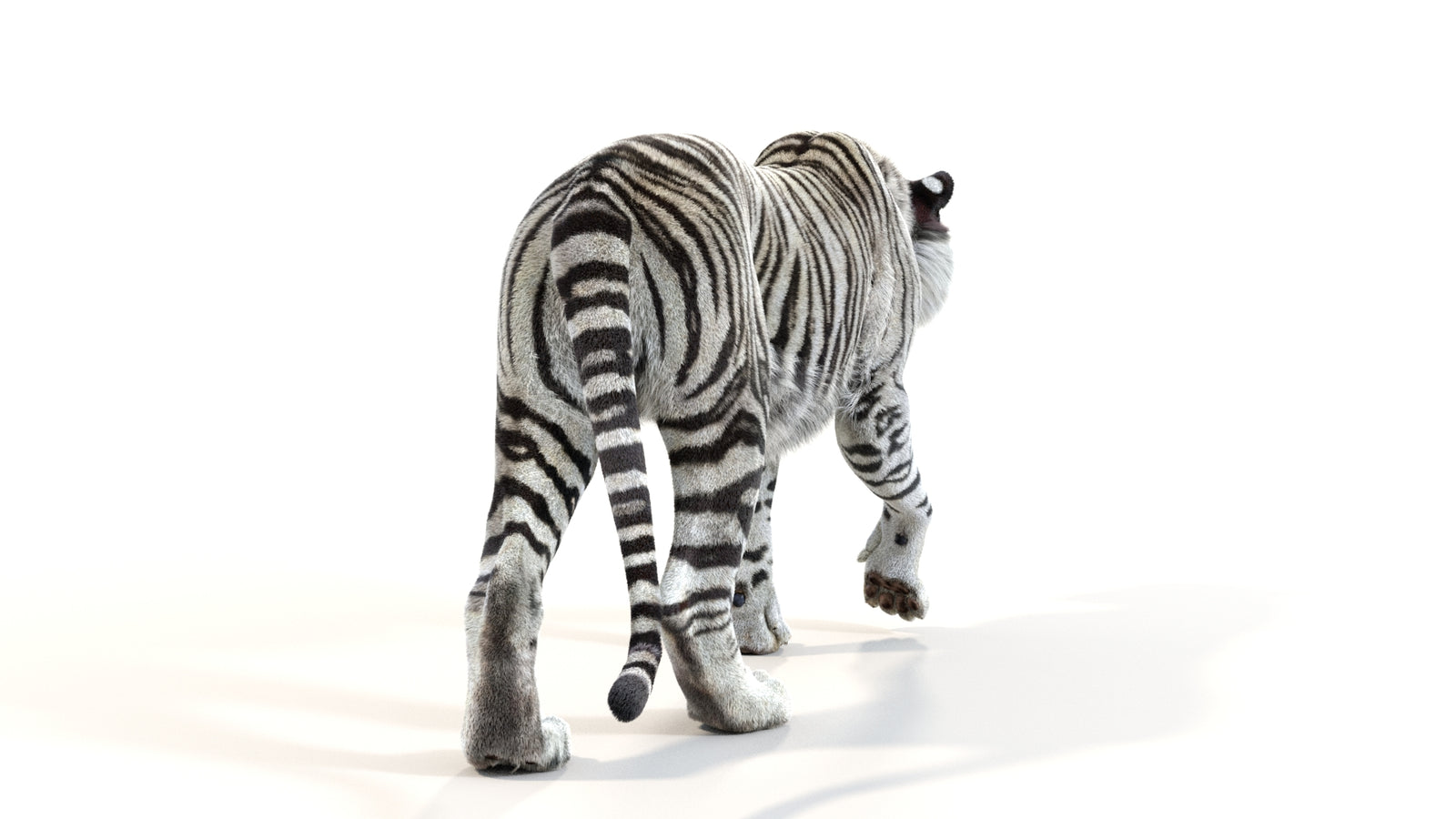 Animated White Tiger 3D Model with Fur 360° view 1 frame 16