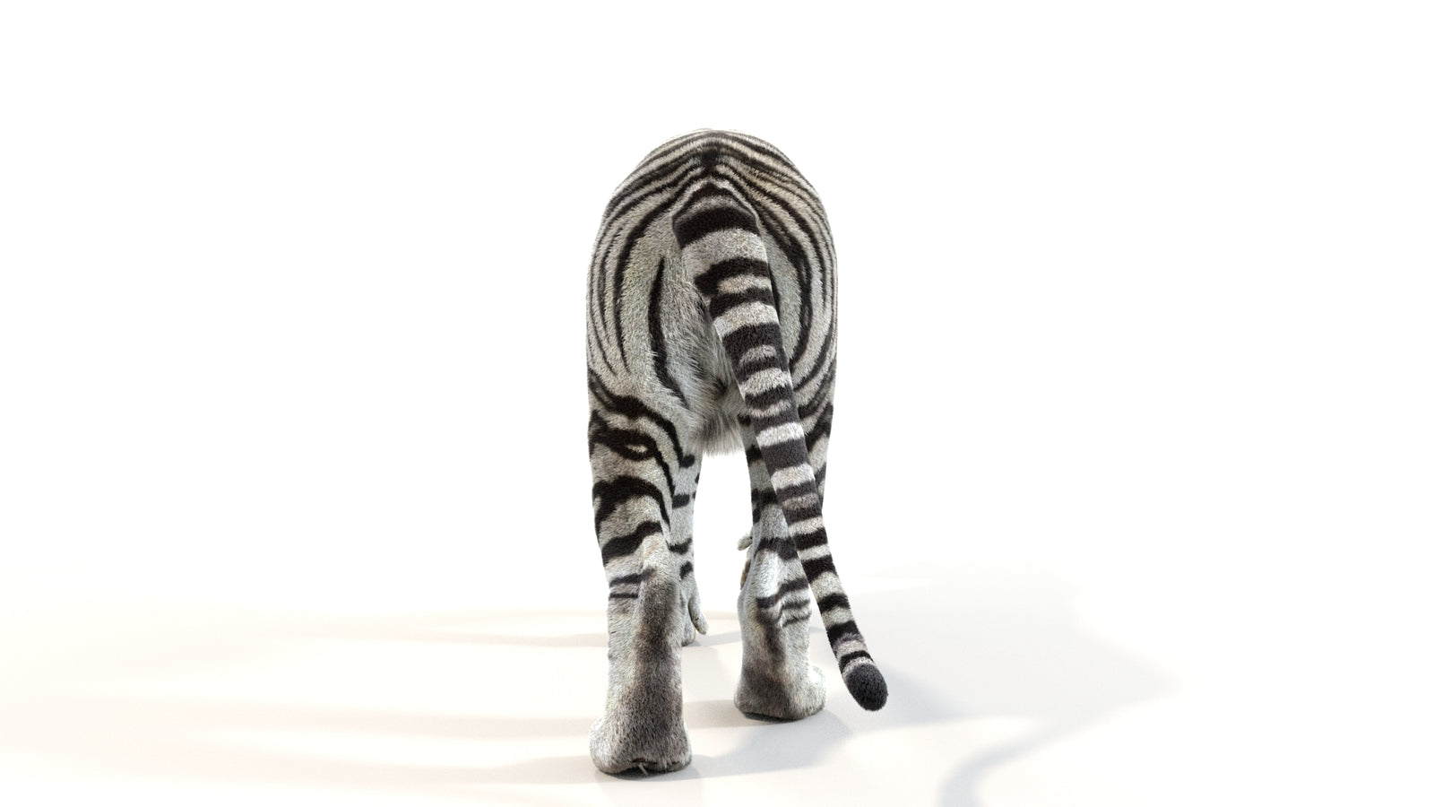 Animated White Tiger 3D Model with Fur 360° view 1 frame 18