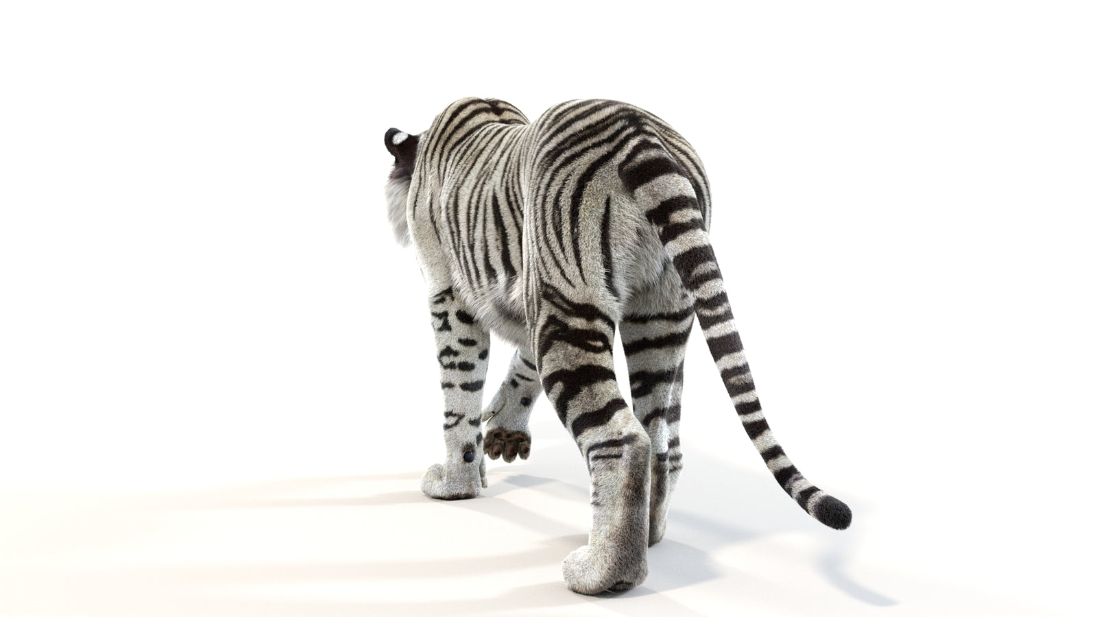 Animated White Tiger 3D Model with Fur 360° view 1 frame 20