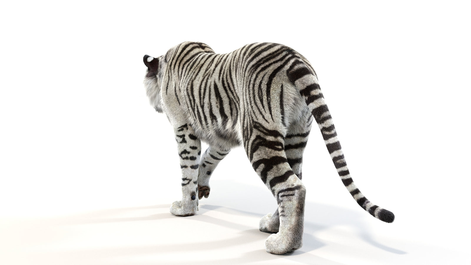 Animated White Tiger 3D Model with Fur 360° view 1 frame 21