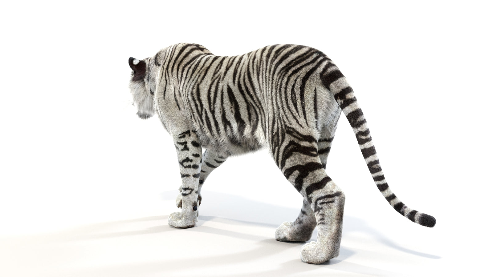 Animated White Tiger 3D Model with Fur 360° view 1 frame 22